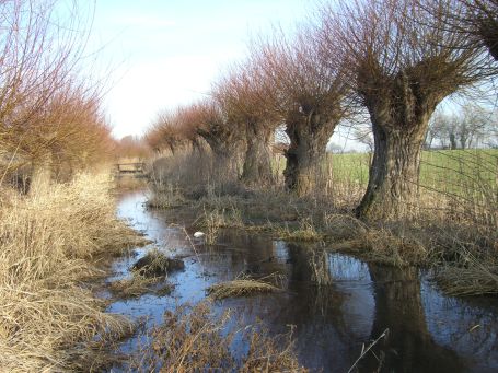 Moers : Kopfweiden am Moersbach